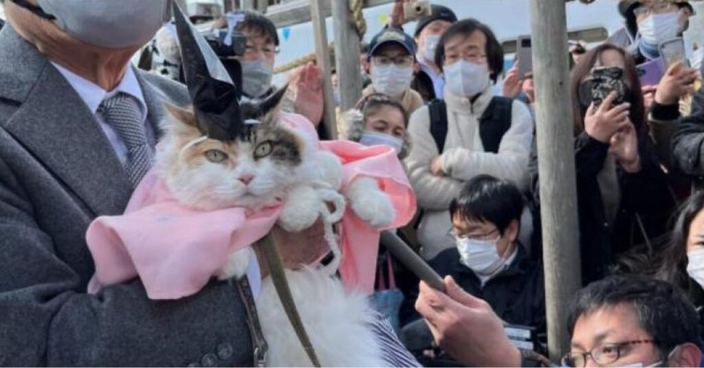 gatto diventa sacerdote di un santuario in Giappone con una cerimonia ad hoc