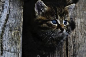 Gattino in pessime condizioni: viene salvato all’ ultimo