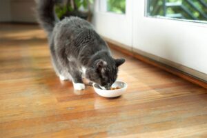 gatto che consuma cibo