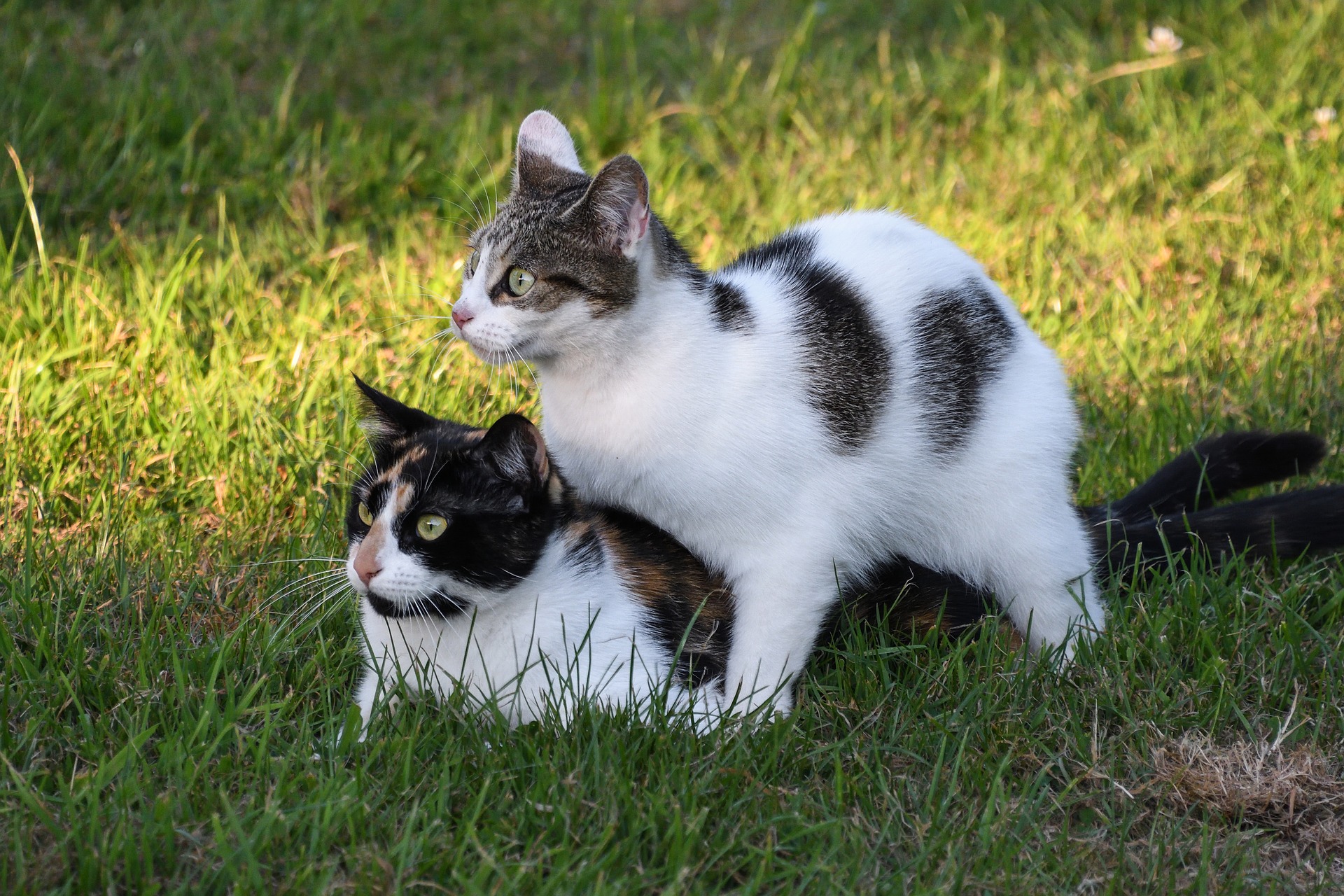 Kitty pet. Два кота. Два котенка. Две кошечки. Два кота играют.