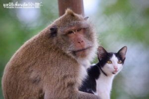 Jojo, la macaco che ha adottato Alan, il micio randagio