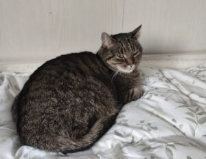 Lela, la gatta scomparsa, ha ritrovato i suoi umani