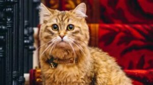Lilibet, la gattina più regale del mondo che vive in un hotel di lusso londinese