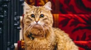 Lilibet, la gattina più regale del mondo che vive in un hotel di lusso londinese