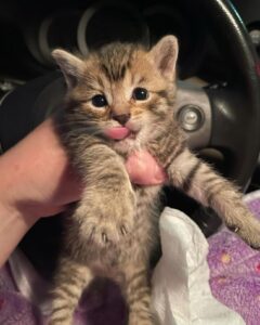 Martha, la gattina che ha scelto una cagnolona come mamma adottiva