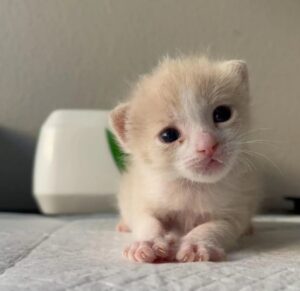 Michael, il gattino abbandonato dalla mamma