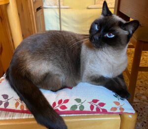 Mimmo: bellissimo Siamese di 9 anni è alla ricerca di una casa accogliente