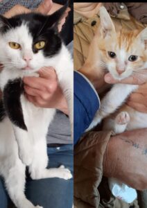 Minnie e Tom, i gattini non scelti sono alla ricerca di un’adozione del cuore