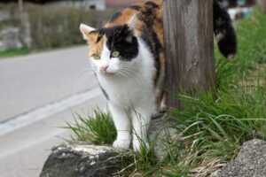 Gatta si mette in viaggio come copilota di sua mamma camionista