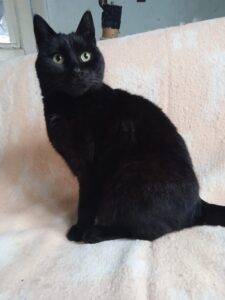 Pepsi, il meraviglioso gattino nero è alla ricerca di una famiglia