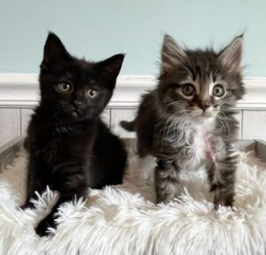 Stella e Luna, le gattine trovate in brutte condizioni