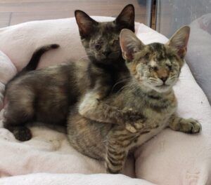 Tessa e Tilly, i gattini che hanno perso la vista