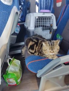 Ucraina: il gatto Timon è salvo ed è in Italia insieme alla sua famiglia umana