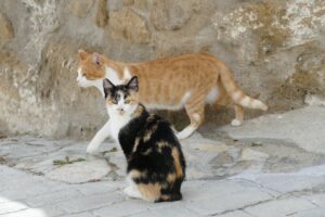 Gatti adottati poco prima di morire in rifugio