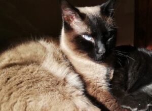 Adro, perso un Siamese molto dolce e socievole con chiunque, il gatto si chiama Rio