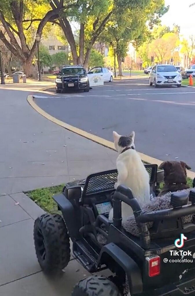 gatto e cane su auto giocattolo