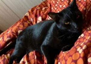 Agrate Brianza, scomparso gatto schivo e pauroso, il ritrovamento di Edgar vale 1.000€