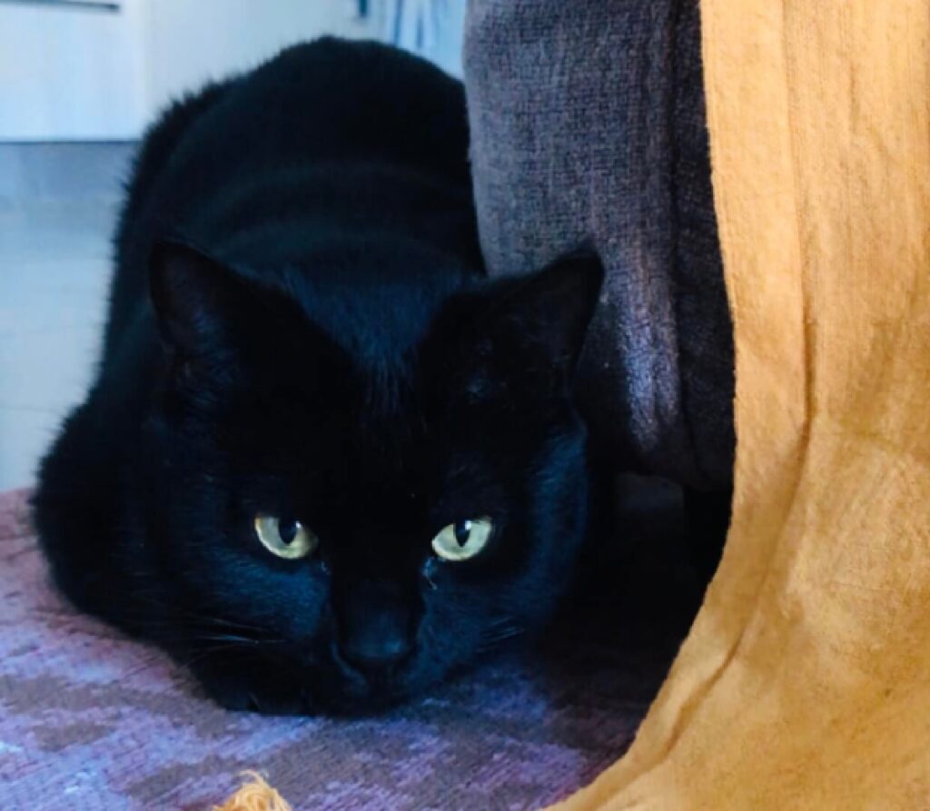 gatto nero occhi contrastano per luce 