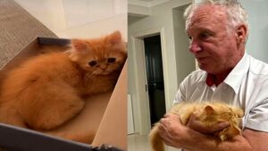L’anziano signore riceve un gatto in regalo e si commuove fino alle lacrime