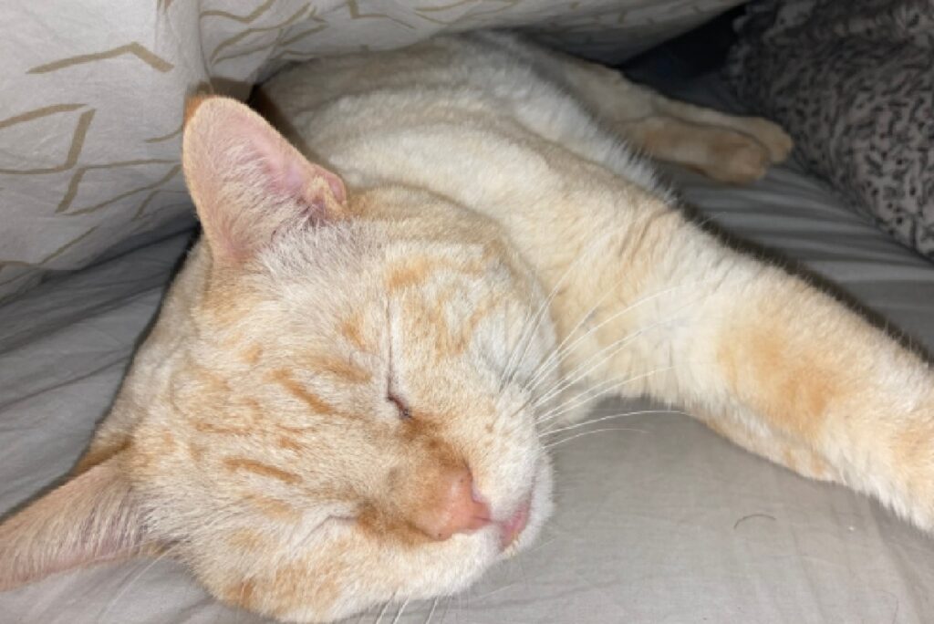 gatto riposa sotto coperte