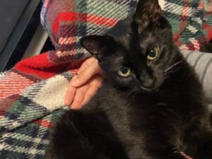 Bologna, ancora aperto il caso di Chusky, un gatto nero scomparso ormai da mesi