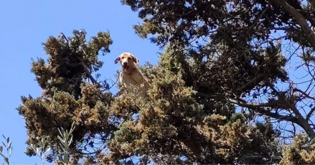 Un cane insegue un gatto e restano entrambi incastrati su un albero