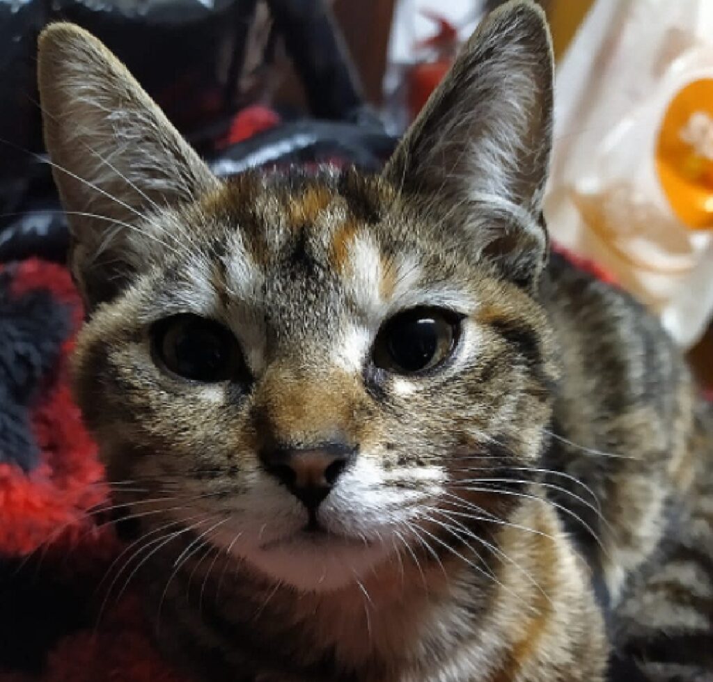 gatta birba sfondo rosso