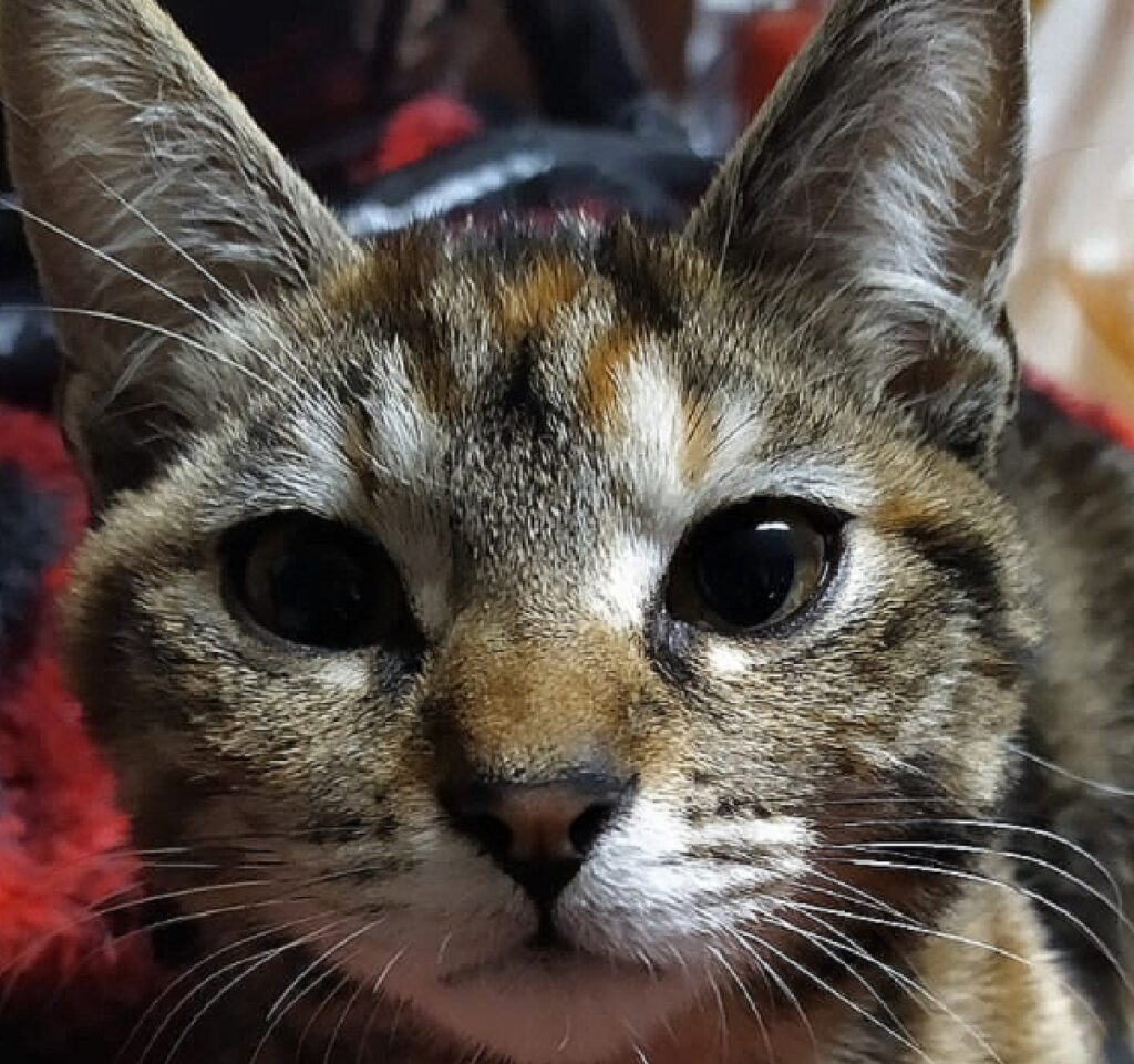 gatta birba occhi scuri