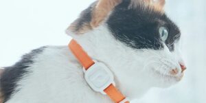 Nuovo collare per gatti che monitora le loro attività fisiologiche e l’attività fisica
