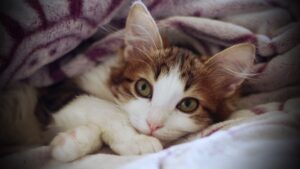 Micio e i pisolini: con queste coperte primaverili per gatti non puoi sbagliare