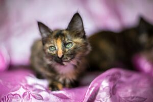 5 cucce primaverili per i pisolini dei gattini nelle giornate più tiepide
