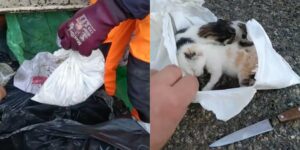 Netturbini salvano la vita a cinque cuccioli gettati come rifiuti in una busta della spazzatura