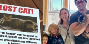 Gattino scomparso è stato trovato a 100 miglia di distanza nove mesi dopo