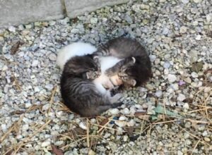 Due gattini abbandonati coccolano loro sorellina per proteggerla