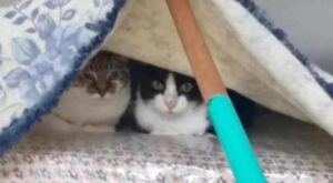 Minù e Bizet, i due gattini rimasti a casa soli mentre la padrona è ricoverata