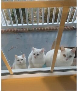 Mamma gatta con i suoi gattini bussano alla porta