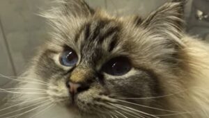 La gattina Neva canta per la sua proprietaria che è felice di ascoltarla (VIDEO)