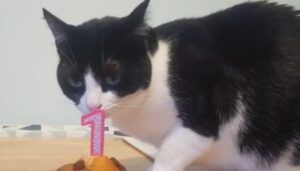 Gattina Olive festeggia con la sua famiglia il suo primo anno di adozione (VIDEO)