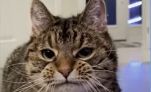 La gattina anziana esigente Ginny pretende le coccole mentre mangia (VIDEO)