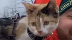 Gattina domestica avventurosa conquista il cuore del fratello cagnolone (VIDEO)