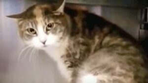 Gattina incinta Kate non ha più paura degli esseri umani (VIDEO)