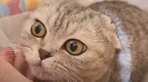 La gattina mamma Chloe ha perso uno dei suoi due cuccioli a causa dello stress per la guerra (VIDEO)