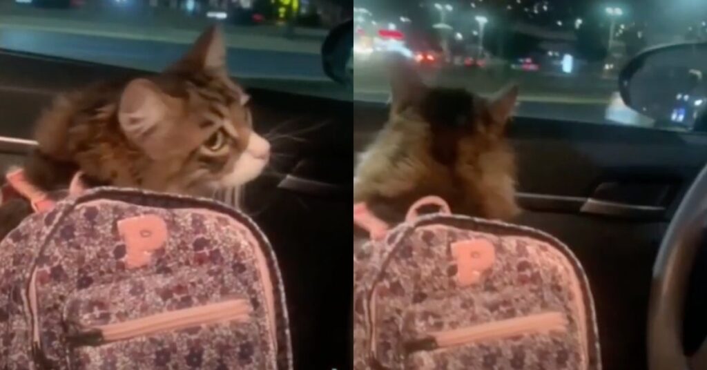 La gattina va a visitare i suoi nonni con una zainetto in spalla