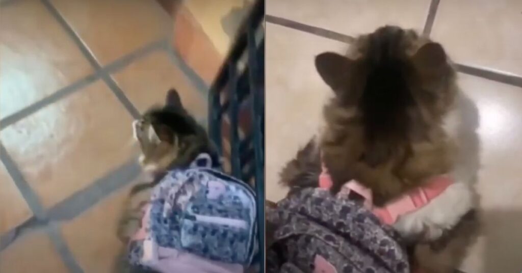 La gattina va a visitare i suoi nonni con una zainetto in spalla