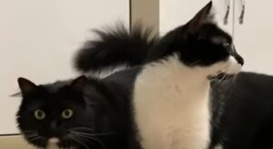 Gattine controllano attentamente il nuovo oggetto in casa e sono molto attente (VIDEO)