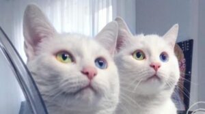 Le gattine gemelle Iriss e Abyss sono le più belle del mondo e non è difficile capire il perché (VIDEO)