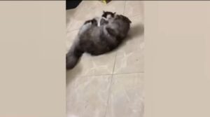 Gattini giocano insieme per la prima volta (VIDEO)