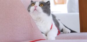 Gattini indossano un guinzaglio per la prima volta (VIDEO)
