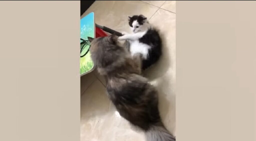 gattini giocano insieme per la prima volta