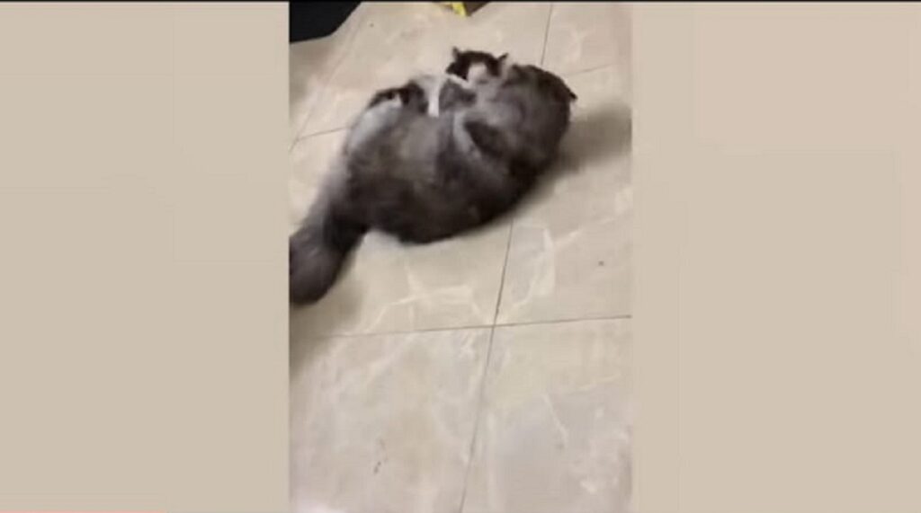 video di due gattini che giocano